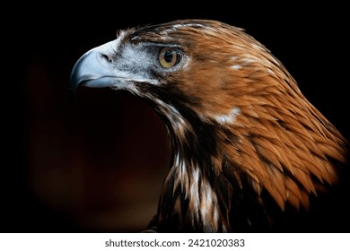 Portrait of Golden Eagle (Aquila chrysaetos). Golden eagle close-up, mighty eagle - Powered by Shutterstock