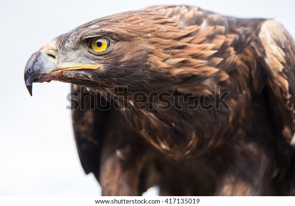 Portrait Golden Eagle Aquila Chrysaetos Used Stock Photo