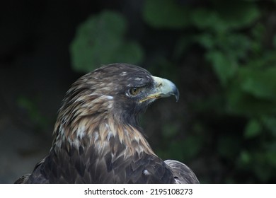 Portrait Of A Golden Eagle Bird