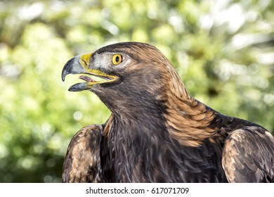 Eagle Mouth Open Images Stock Photos Vectors Shutterstock