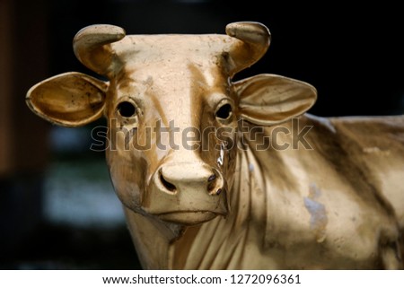 Portrait of a golden horned cow