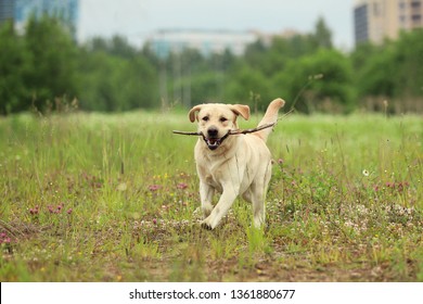 Portrait of golden labrador running forward in camera direction with stick in teeth on a field in the summer park, looking at camera. Green grass and trees background