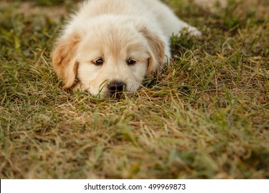 Portrait Of Golden Retreiver Puppy Lying In The Grass At Sunset