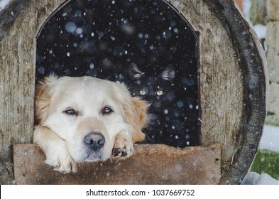 Portrait Of Golden Retriever And Black Cat Sitting Inside Dog House. Winter, Snow.