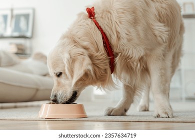 Portrait of golden retriever dog eating healthy dry food from bowl at home. Dog feeding concept 