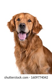 Portrait Of Golden Retriever Dog On White Background