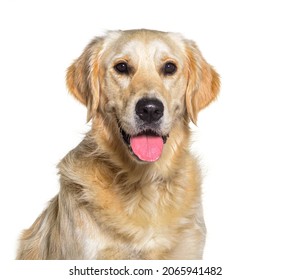 Portrait of Golden retriever dog panting, isolated on white - Shutterstock ID 2065941482