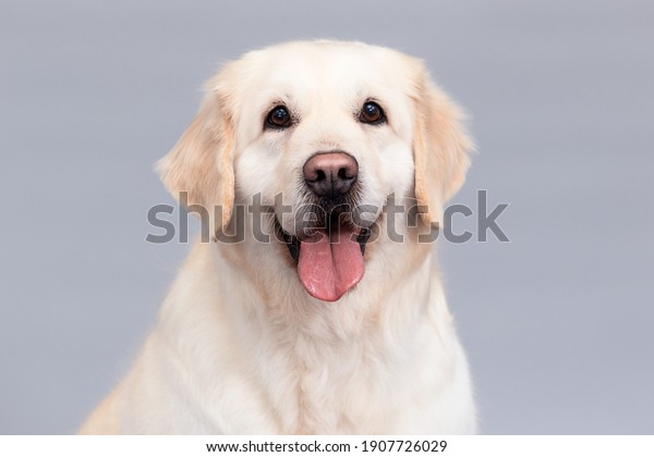 portrait of golden\
retriever dog with\
tongue