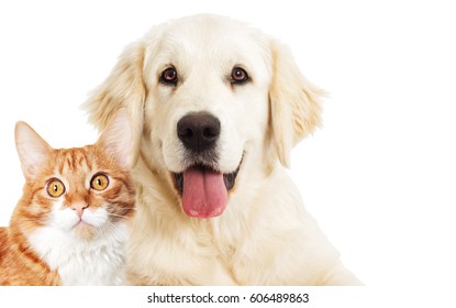 Portrait Golden Retriever And Ginger Cat Looking