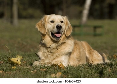 Portrait of a Golden Retriever lying on grass in the meadow - Shutterstock ID 104669423