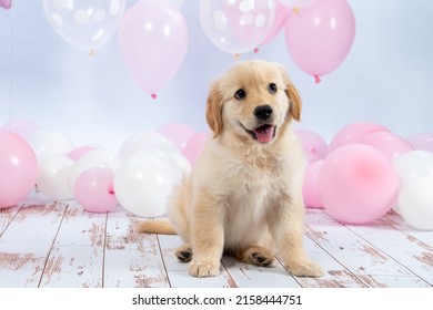 A portrait of Golden Retriever puppy with balloons in studio - Shutterstock ID 2158444751
