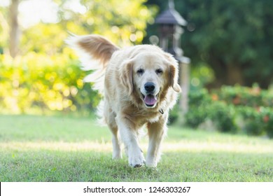 Portrait Of Golden Retriver Dog