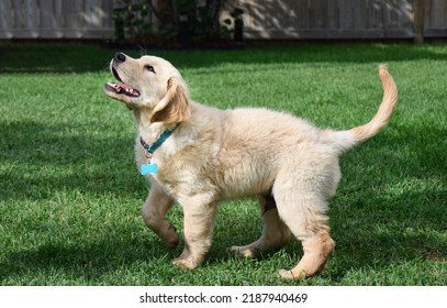 Portrait Of Golden Retriver Puppy In A Backyard