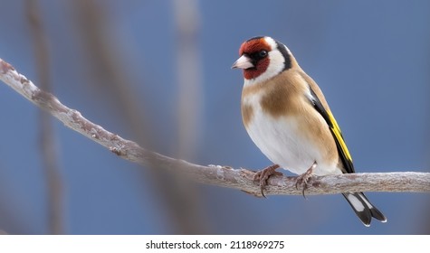 a portrait of a goldfinch