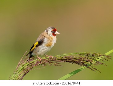 Portrait of a Goldfinch (Carduelis carduelis) against a colorful background in the Doelpolder, Flanders, Belgium.