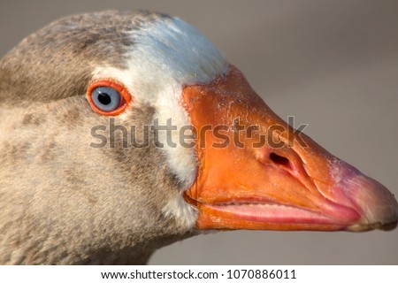 Portrait of a goose with blue eyes. Closeup.