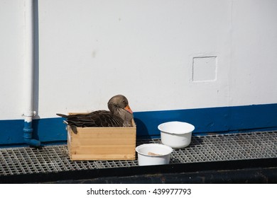 Portrait of a goose, breeding on bord of a ship.