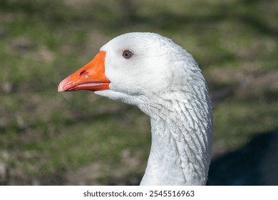 Portrait of goose - close up - Powered by Shutterstock