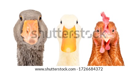 Portrait of a goose, duck and chicken isolated on a white background