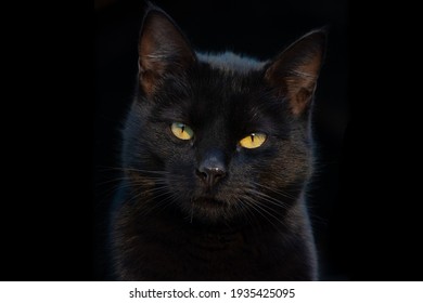 Porträt einer wunderschönen schwarzen Katze, die direkt auf die Kamera schaut