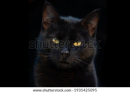 Portrait of a gorgeous black cat looking directly at the camera