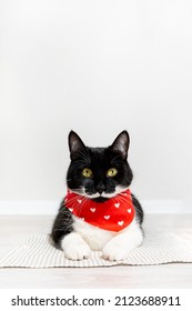 Portrait of gorgeous black cat with white mustache and paws in red bandana lying and looking at camera. Vertical poster or postcard with cat on light background, copy space. Unusual coat color of pet.
