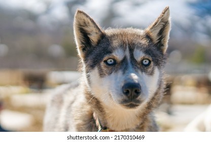 Portrait Of Gorgeous, Cute And Happy Siberian Husky In Dog Farm. 
Arctic Sled Dogs. Norway Animals.