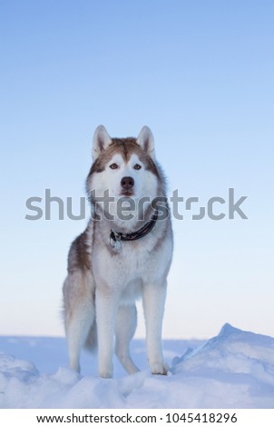 Portrait of gorgeous dog breed siberian husky standing on the ice floe. Free and prideful Husky topdog is observing the endless frozen sea and snow at sunset.