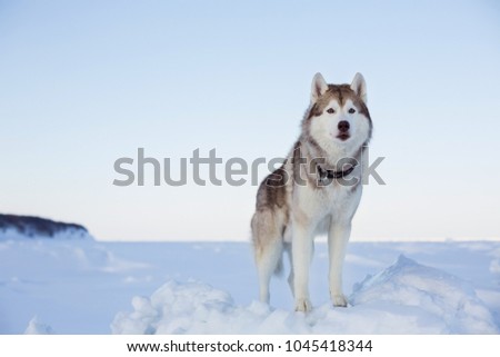 Portrait of gorgeous dog breed siberian husky standing on the ice floe in winter at sunset. Wise and free Husky topdog is enjoyng the view of endless frozen sea and snow forest.