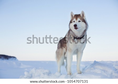 Portrait of gorgeous dog breed siberian husky standing on the ice floe in winter. Wise and free Husky topdog is enjoyng the view of endless frozen sea and snow forest.
