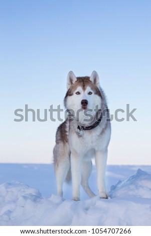 Portrait of gorgeous dog breed siberian husky standing on the ice floe. Free and prideful Husky topdog is observing the endless frozen sea and snow.