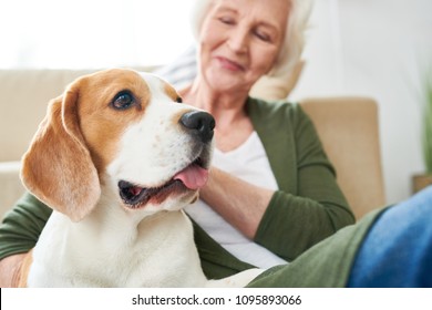 Portrait Of Gorgeous Purebred Beagle Dog Enjoying Rubs From His Senior Owner Sitting On Couch Together  At Home, Focus On Foreground, Copy Space