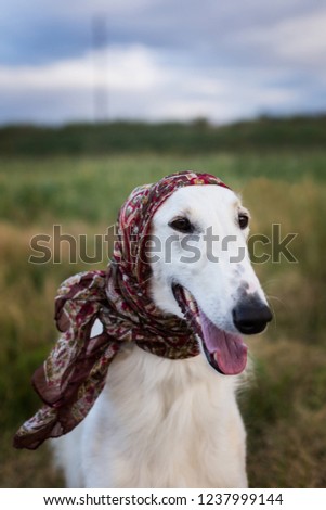 Portrait Of Gorgeous Russian Borzoi Dog Wearing Scarf A La Russe On Her Head In The Field Close Up Image Of Cute Beautiful Dog Breed Russian Wolfhound In Portrait Of Gorgeous Russian Borzoi Dog Wearing Scarf A La Russe On Her Head In The Field Close Up Image Of Cute Beautiful Dog Breed Russian Wolfhound In