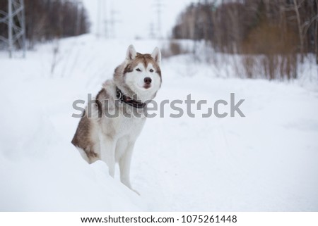 Portrait of gorgeous siberian husky dog sitting on the snow in winter forest on the slope and enjoying view of mountais. Husky topdog looks like a wolf