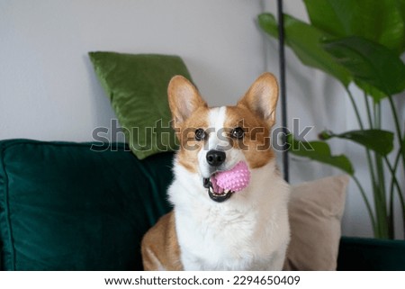 Portrait of gorgeous Welsh Pembroke Corgi with a pink toy in its mouth. Dog with a toy sittiong on a green couch