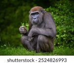 Portrait of gorilla female eating on green forest background. Human like expression of the great ape, the biggest primate of the world.