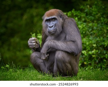 Portrait of gorilla female eating on green forest background. Human like expression of the great ape, the biggest primate of the world.