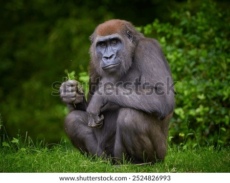 Portrait of gorilla female eating on green forest background. Human like expression of the great ape, the biggest primate of the world.