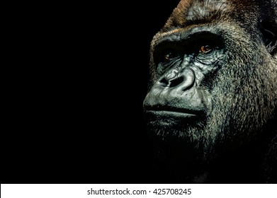 Portrait Of A Gorilla Isolated On Black Background