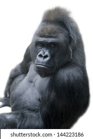Portrait of a gorilla male, severe silverback, isolated on white background.