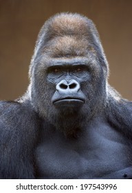 Portrait of a gorilla male, severe silverback, on light brown blur background. Grave look of the great ape, the most dangerous and biggest monkey of the world. Chief of a gorilla family