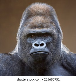 Portrét gorilí samce, silný stříbrný, na světle hnědém pozadí rozostření. Hrozný pohled velké opice, nejnebezpečnější a největší opice na světě. Náčelník gorilí rodiny.