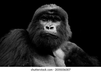 A portrait for gorilla in rwanda