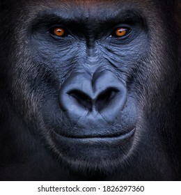 portrait of a gorilla . portrait of a silverback .