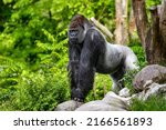 Portrait of a gorilla (western lowland gorilla )