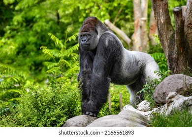 Portrait of a gorilla (western lowland gorilla ) - Shutterstock ID 2166561893