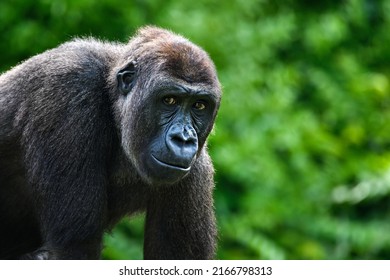 Portrait of a gorilla (western lowland gorilla ) - Shutterstock ID 2166798313
