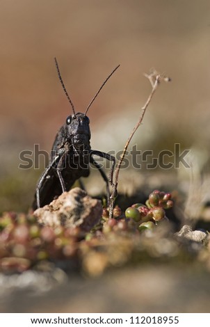 Similar – Image, Stock Photo musk buck Nature Animal