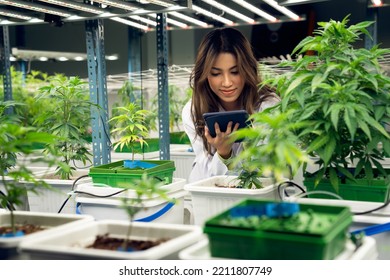Portrait Of Gratifying Female Scientist Inspecting Of Cannabis Plants In An Curative Indoor Cannabis Farm, Greenhouse. Alternative Medical Medicine From Cannabis In Grow Facility.