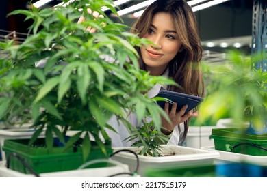 Portrait Of Gratifying Female Scientist Inspecting Of Cannabis Plants In An Curative Indoor Cannabis Farm, Greenhouse. Alternative Medical Medicine From Cannabis In Grow Facility.